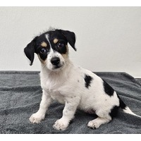 adopt-pet