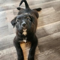 adopt-pet