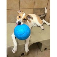 adopt-pet