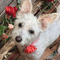 adopt-pet