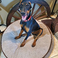 adopt-pet