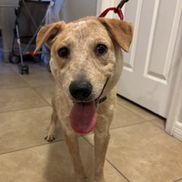 adopt-pet