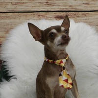 adopt-pet