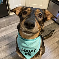 adopt a pet