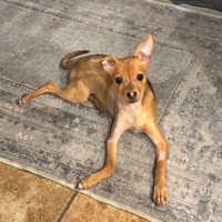 adopt-pet