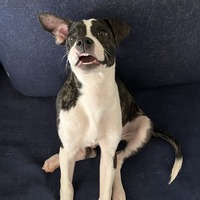 adopt-pet