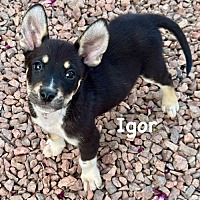 adopt-pet