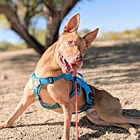 adopt a pet