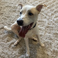 adopt-pet