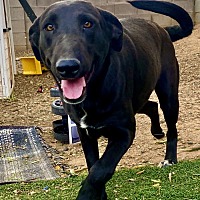 adopt-pet