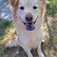 adopt-pet