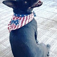 adopt-pet