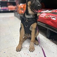 adopt-pet