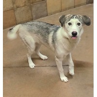 adopt-pet