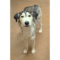 adopt-pet