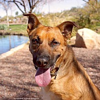 adopt-pet