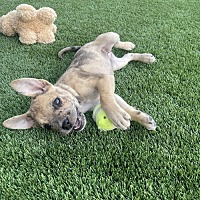 adopt-pet