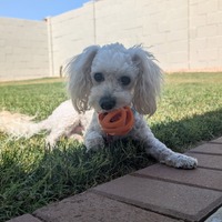 adopt-pet