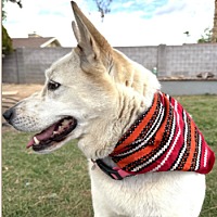 adopt-pet