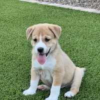 adopt-pet