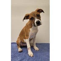 adopt-pet
